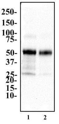 Western Blot: PPAR gamma/NR1C3 AntibodyBSA Free [NBP2-22106]