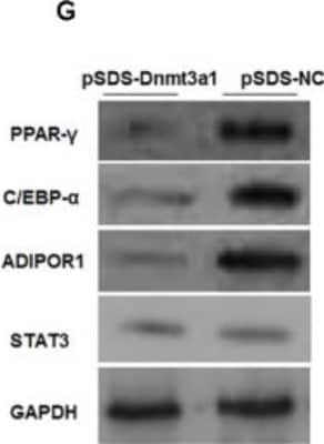 Western Blot: PPAR gamma/NR1C3 Antibody [NB120-19481]