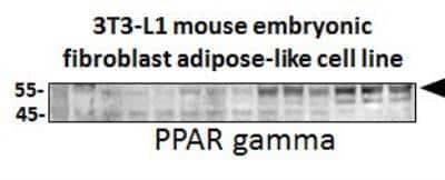 Western Blot: PPAR gamma/NR1C3 AntibodyBSA Free [NBP2-22106]