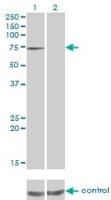 Western Blot: PPEF1 Antibody (1F6-1A5) [H00005475-M01]