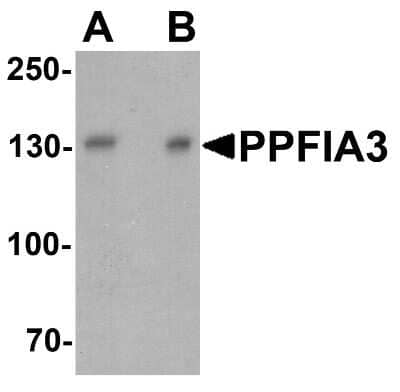 Western Blot: PPFIA3 AntibodyBSA Free [NBP2-81985]