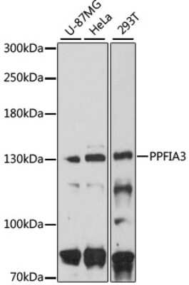 Western Blot: PPFIA3 AntibodyAzide and BSA Free [NBP2-94799]