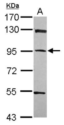 Western Blot: PPFIBP1 Antibody [NBP2-19898]