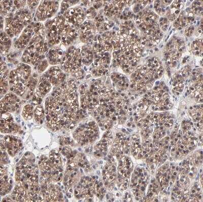 Immunohistochemistry-Paraffin: PPFIBP2 Antibody [NBP1-86575]
