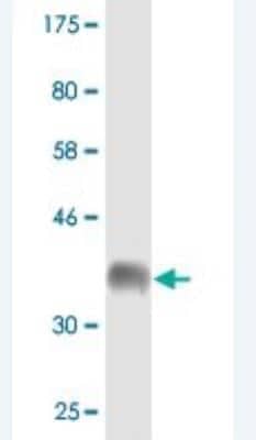 Western Blot: PPIG Antibody (4F7) [H00009360-M01]