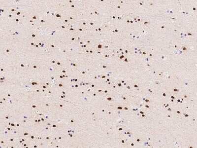Immunohistochemistry-Paraffin: PPIG Antibody [NBP2-98654]