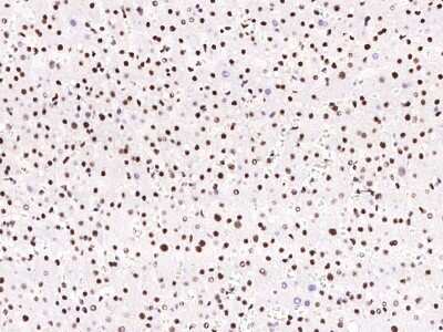 Immunohistochemistry-Paraffin: PPIG Antibody [NBP2-98654]