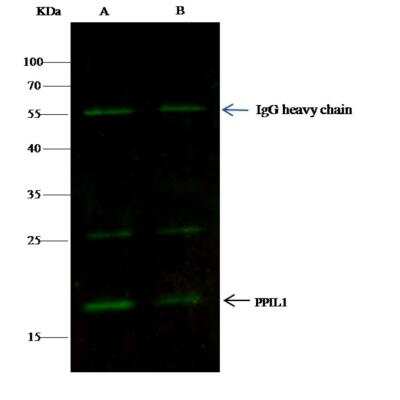 Immunoprecipitation: PPIL1 Antibody (08) [NBP3-06214]