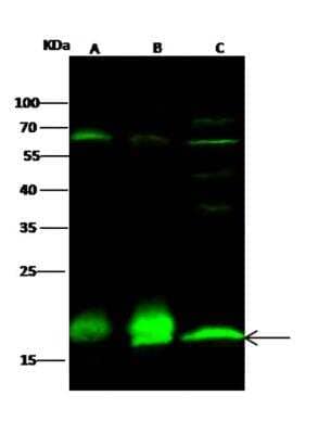 Western Blot: PPIL1 Antibody (08) [NBP3-06214]