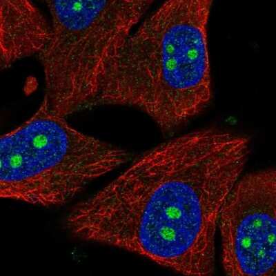 Immunocytochemistry/ Immunofluorescence: PPIL1 Antibody [NBP2-57062]