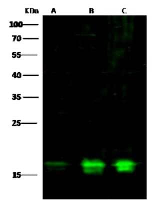 Western Blot: PPIL1 Antibody [NBP3-00253]