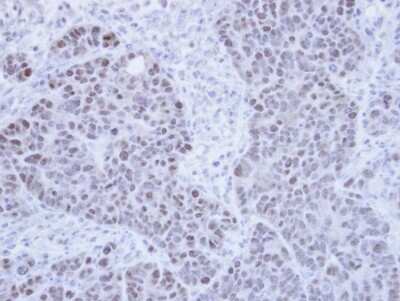 Immunohistochemistry-Paraffin: PPIL2 Antibody [NBP1-32933]