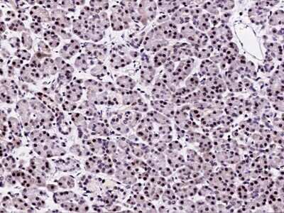 Immunohistochemistry-Paraffin: PPIL2 Antibody [NBP3-00291]