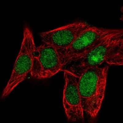 Immunocytochemistry/ Immunofluorescence: PPIL3 Antibody [NBP2-56870]