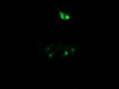Immunofluorescence: PPIL3 Antibody (OTI2E7) [NBP2-45901]