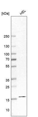 Western Blot: PPIL3 Antibody [NBP2-13794]