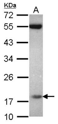 Western Blot: PPIL3 Antibody [NBP2-19900]