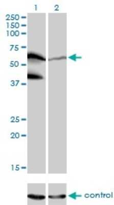 Western Blot: PPIL4 Antibody (1C10) [H00085313-M01]