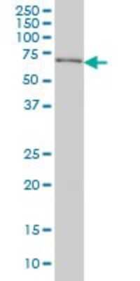 Western Blot: PPIL4 Antibody (1C10) [H00085313-M01]