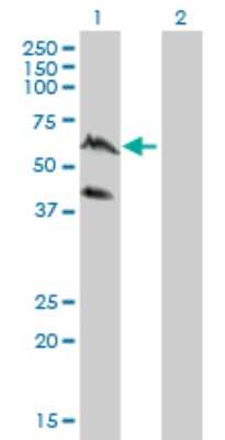 Western Blot: PPIL4 Antibody (1C10) [H00085313-M01]