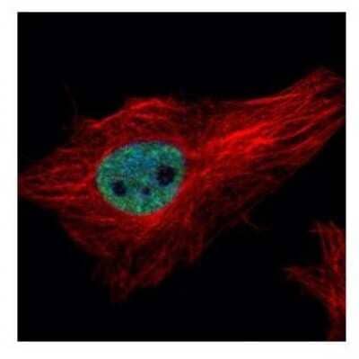 Immunocytochemistry/ Immunofluorescence: PPIL4 Antibody [NBP2-19901]
