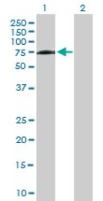 Western Blot: PPIL4 Antibody [H00085313-B01P]