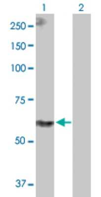 Western Blot: PPIL4 Antibody [H00085313-D01P]