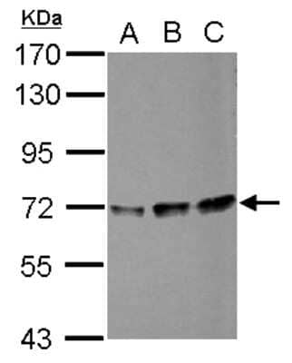 Western Blot: PPIL4 Antibody [NBP2-19901]