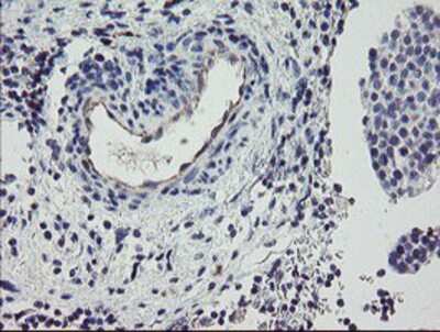 Immunohistochemistry-Paraffin: PPIL6 Antibody (OTI4F2) [NBP2-03728]