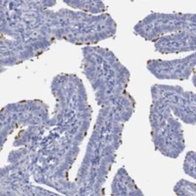 Immunohistochemistry-Paraffin: PPIL6 Antibody [NBP3-17419]