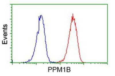 Flow Cytometry: PP2C beta/PPM1B Antibody (OTI3F2) [NBP2-00720]