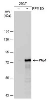 Western Blot: PPM1D Antibody [NBP3-12941]