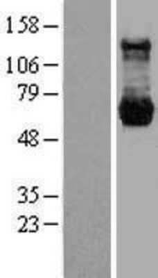 Western Blot: PP2C gamma/PPM1G Overexpression Lysate [NBL1-14662]