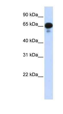 Western Blot: PPM1J Antibody [NBP1-56574]