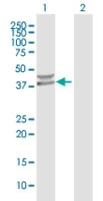 Western Blot: PPM1K Antibody [H00152926-B01P]