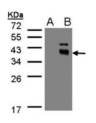 Western Blot: PPM1K Antibody [NBP1-31444]