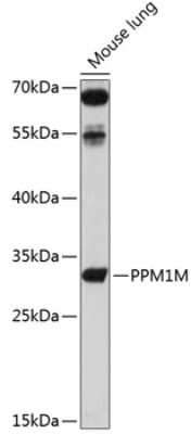 Western Blot: PPM1M AntibodyBSA Free [NBP2-94335]