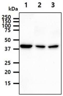 Western Blot: PPME1 Antibody (29G3)BSA Free [NBP2-59487]