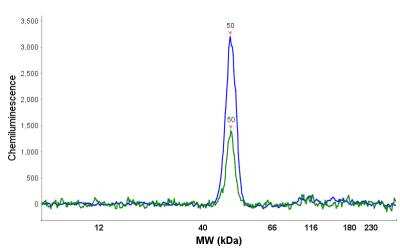 Simple Western: PPME1 Antibody [NBP2-38515]