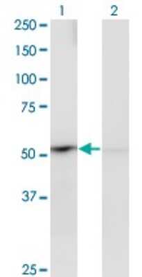 Western Blot: PPOX Antibody (2C10) [H00005498-M02]