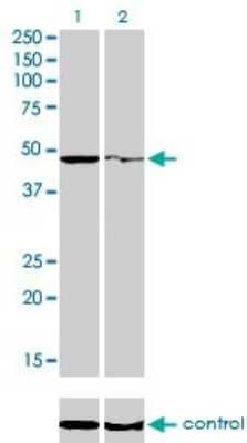 Western Blot: PPOX Antibody (2F10) [H00005498-M01]