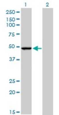 Western Blot: PPOX Antibody (2F10) [H00005498-M01]