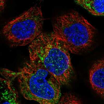 Immunocytochemistry/ Immunofluorescence: PPOX Antibody [NBP1-80885]