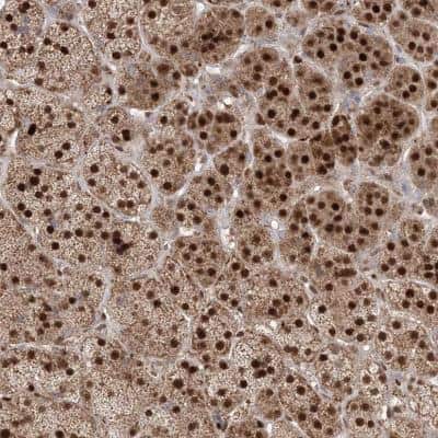 Immunohistochemistry: PPOX Antibody [NBP1-80885]
