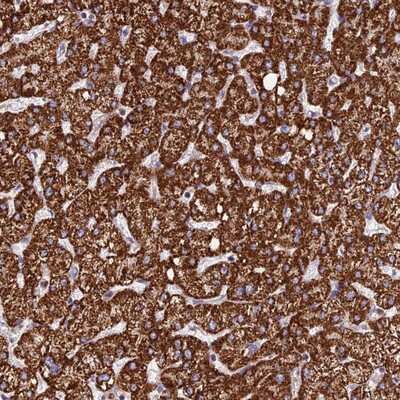 Immunohistochemistry-Paraffin: PPP1R12C Antibody [NBP1-94079]