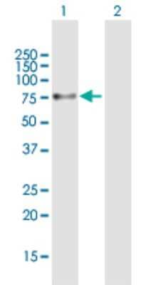 Western Blot: PPP1R16B Antibody [H00026051-B01P]