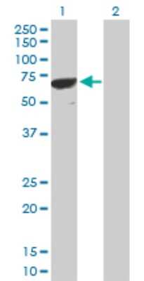 Western Blot: PPP1R16B Antibody [H00026051-D01P]