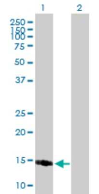 Western Blot: PPP1R1C Antibody [H00151242-B01P]