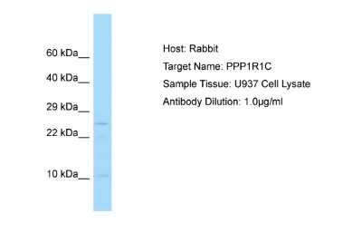 Western Blot: PPP1R1C Antibody [NBP2-86754]