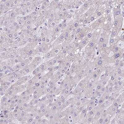 Immunohistochemistry-Paraffin: PPP1R35 Antibody [NBP2-30996]